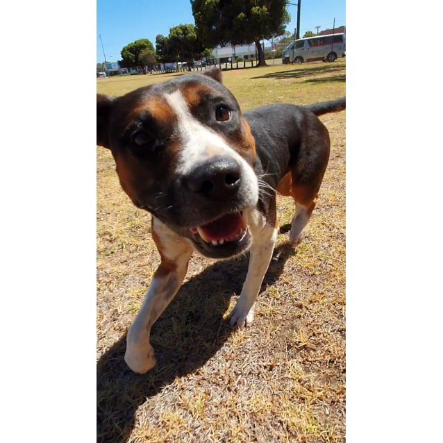 Buster Dl2580 Medium Male Kelpie Mix Dog In Wa Petrescue