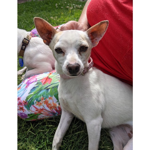 Poppy~35yr Mini Foxie X Adopted 22021 Small Female Miniature Fox 