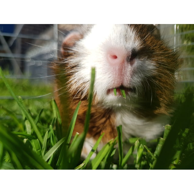 Orange - Female Short-hair Abyssinian Guinea Pig in VIC