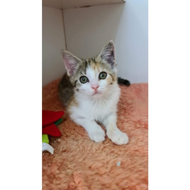 Cami Cat Female Domestic Short Hair Mix Cat in NSW PetRescue