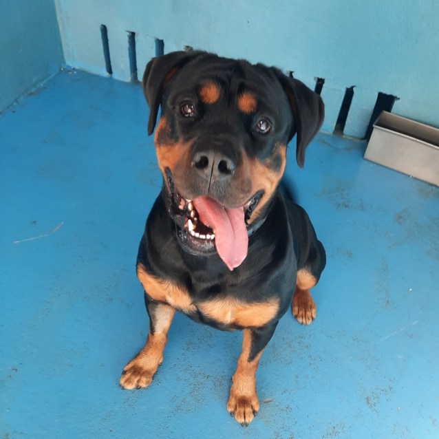 Ruby Large Female Dogue De Bordeaux x Rottweiler Mix Dog in VIC