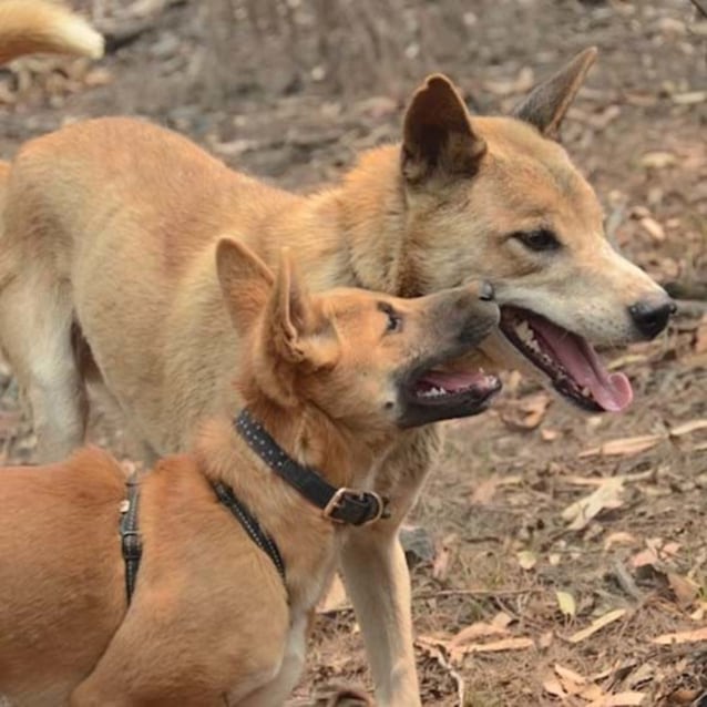 Esker Dingo X Medium Male Dingo Mix Dog in NSW PetRescue