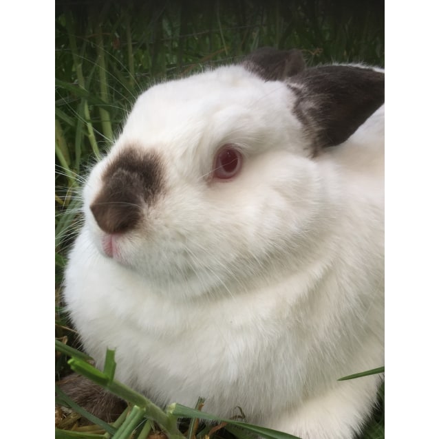 Winter - Male Himalayan Dwarf Rabbit in VIC - PetRescue