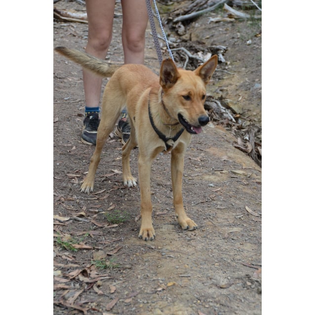 Conan Dingo Mix Medium Male Dingo x Australian Cattle Dog Mix Dog in