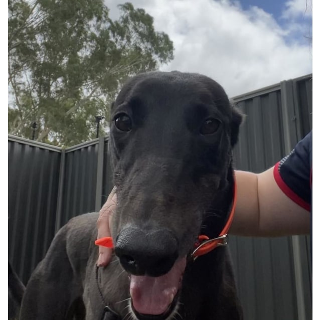 Cilla Large Female Greyhound Dog In Wa Petrescue