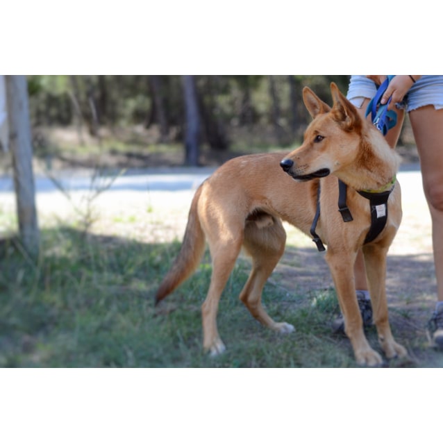 Conan Dingo Mix Medium Male Dingo x Australian Cattle Dog Mix Dog in