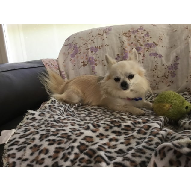 Chester ~ 4yr Old Chihuahua - Small Male Chihuahua Dog in ...