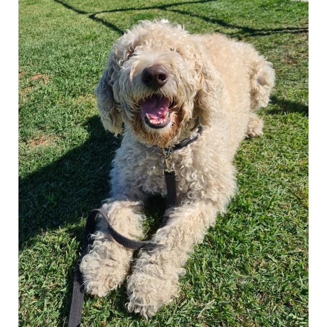 Hendell Large Male Labradoodle Mix Dog in QLD PetRescue