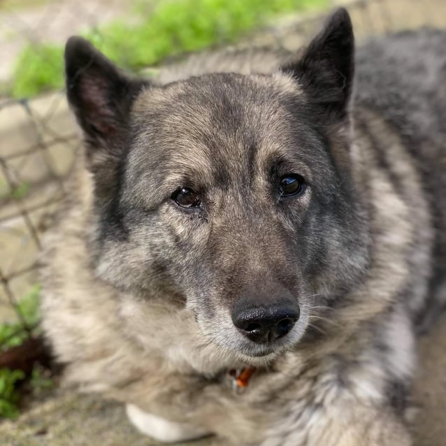 norwegian elkhound rsscue