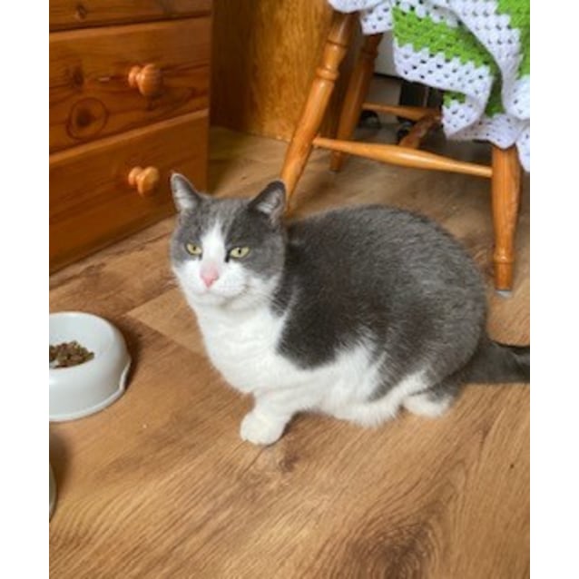 Peppa (located in Werribee) Female Domestic Short Hair