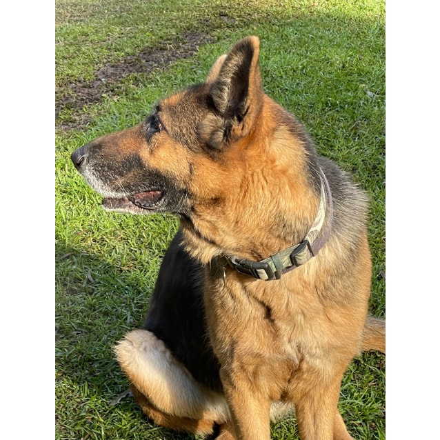 Karma - Large Female German Shepherd Dog in NSW - PetRescue