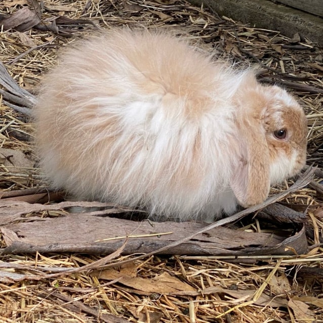 Clover Female Cashmere Rabbit in NSW PetRescue