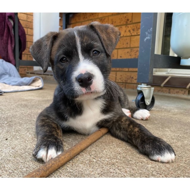 Milo Staffy X Lab Mix Puppy(On trial 1/8/21) Medium Male Labrador x