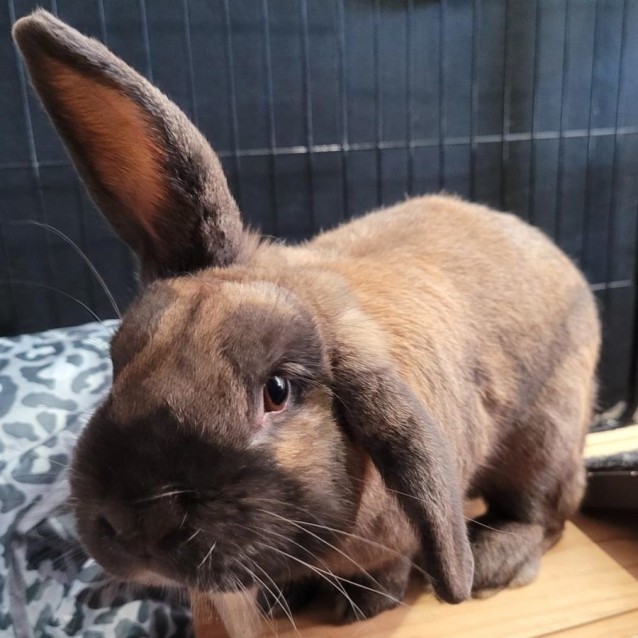 Ezra - Male Mix Rabbit in NSW - PetRescue