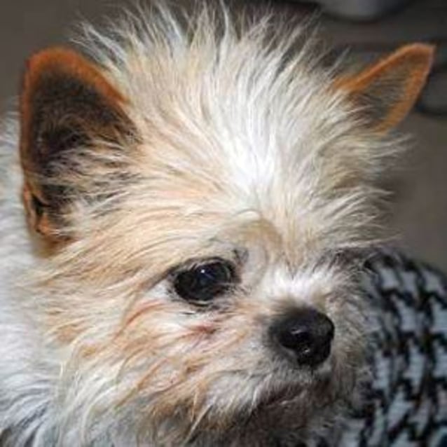 wire haired jack russell terrier