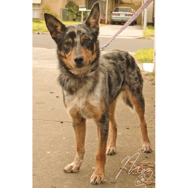 Kobe Koolie x Kelpie Medium Male Kelpie x Koolie Dog in VIC PetRescue
