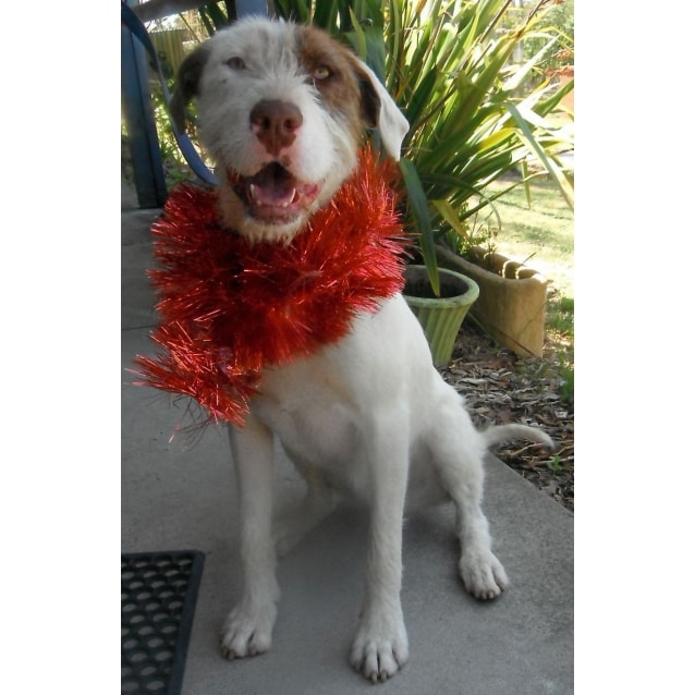 german wirehaired pointing wolfhound