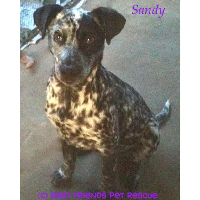 Sandy Medium Female German Shorthaired Pointer X Blue Heeler Dog