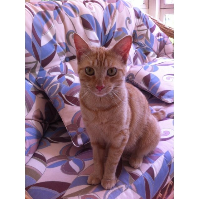 Cinnamon A Ginger female. Rescue Cat Adoptions Female Domestic