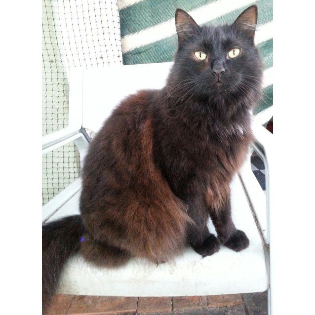 Barnville Cat Rescue Barnville Cat Rescue