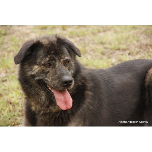 Brax Large Male Labrador x Alaskan Malamute Mix Dog in