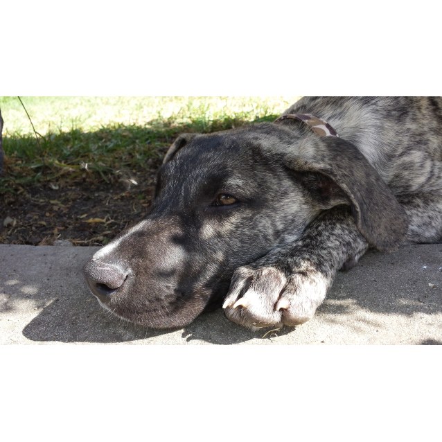 Scarface Claw Great Dane X Good With Cats Large Male Great Dane