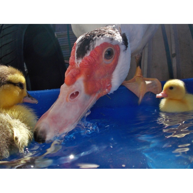 Ducklings ..The Quackless breed - Female Duck in NSW ...