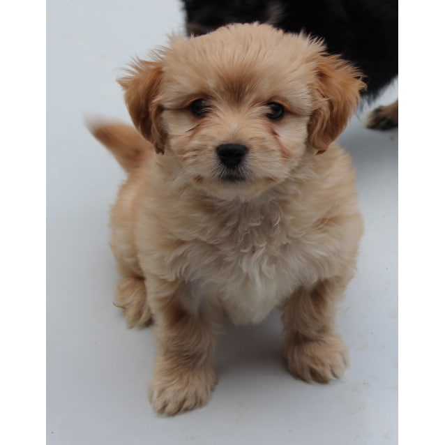 Billie - Small Female Maltese x Poodle x Shih Tzu Mix Dog ...