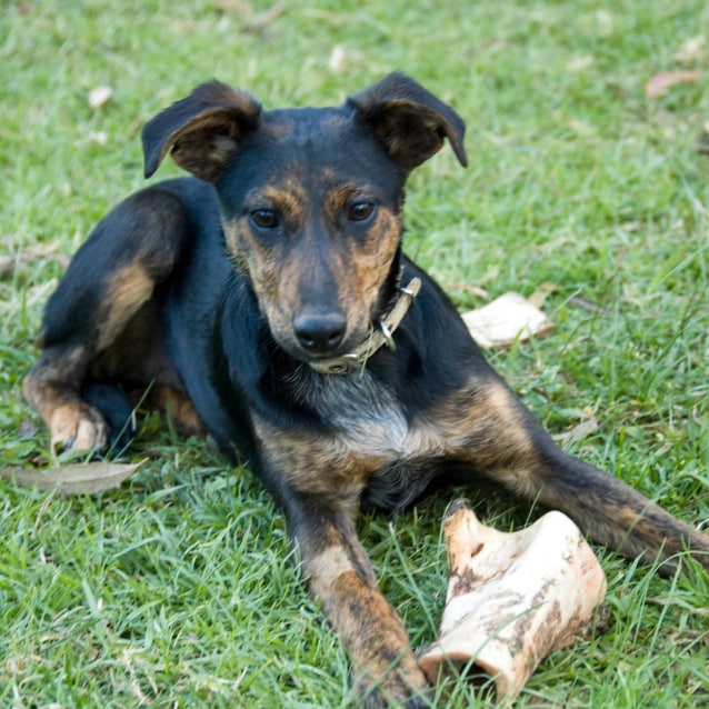 Australian Cattle Dog Whippet Mix