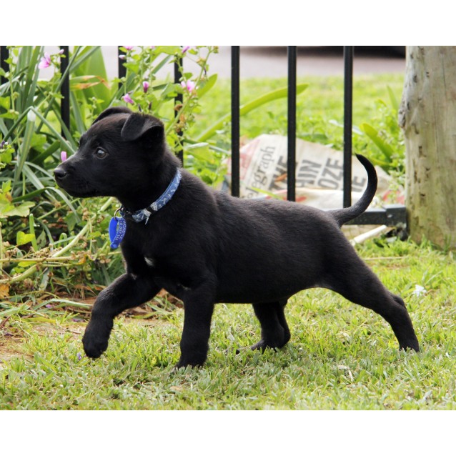 Mr Tangles (On Trial 19/9/14) Lab x kelpie puppy Medium Male Kelpie x Labrador Mix Dog in
