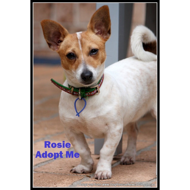 Rosie, Dachshund x Mini Foxy (On Trial 15/8/14) Small Female