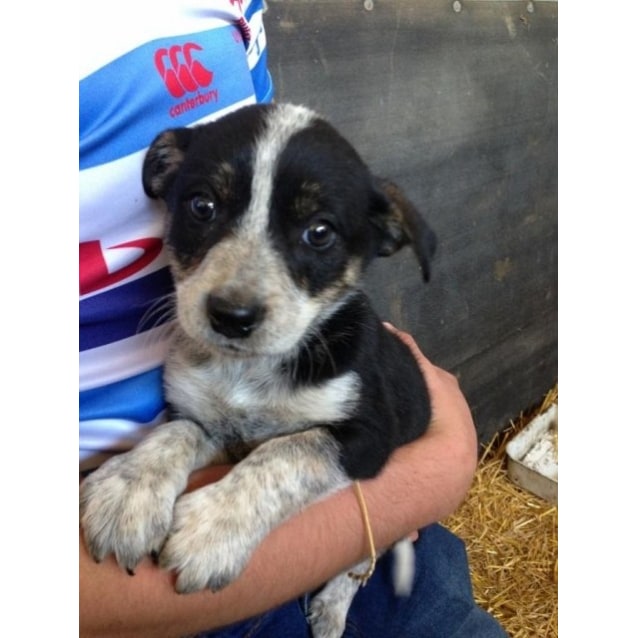 Border Collie/Kelpie/Cattle Dog pups Medium Female Border Collie Mix