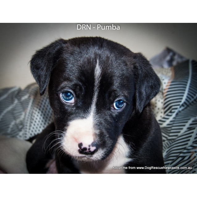 Labrador x Bull Arab Puppies (individual profiles) Large Female Bull Arab x Labrador Mix Dog