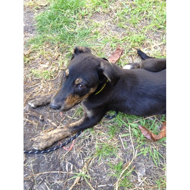 Lexi - Medium Female Labrador x Whippet Mix Dog in VIC ...