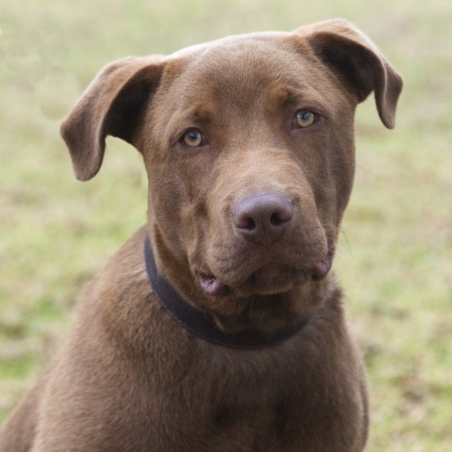 Fordy Medium Male Dogue De Bordeaux x Labrador Retriever Mix Dog in
