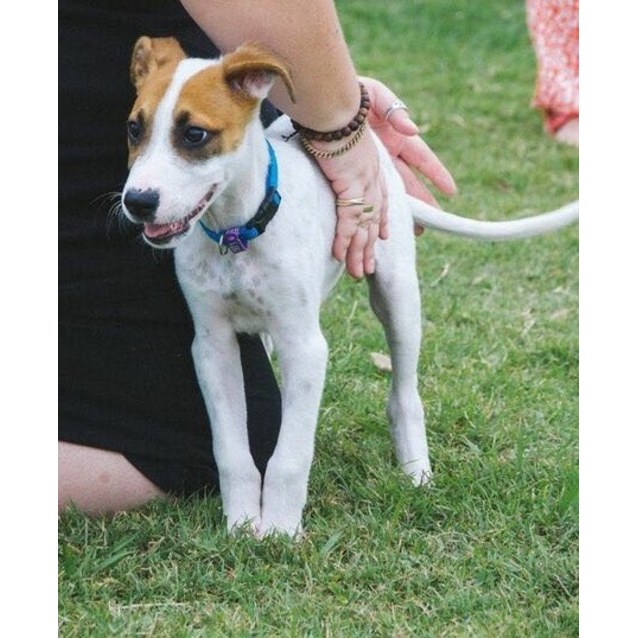 Carlos Large Male Border Collie x Staffordshire Bull Terrier Mix Dog in QLD PetRescue