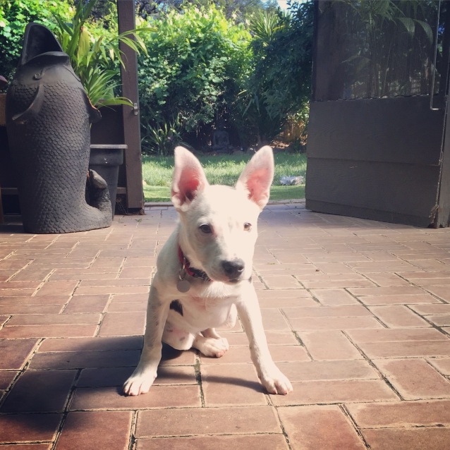 bull terrier cross jack russell