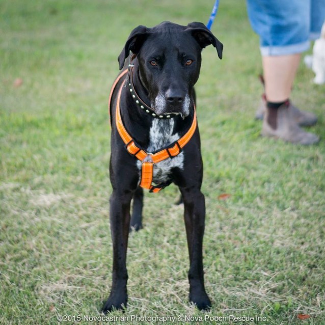 Sebastian - Large Male Great Dane x Greyhound Mix Dog in NSW - PetRescue