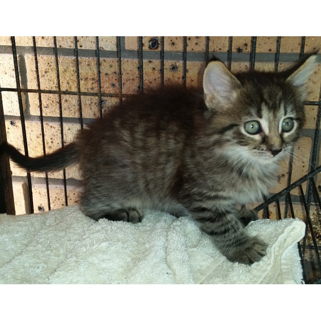 Fluffy Tabby Kitten Female Domestic Medium Hair Cat In Nsw