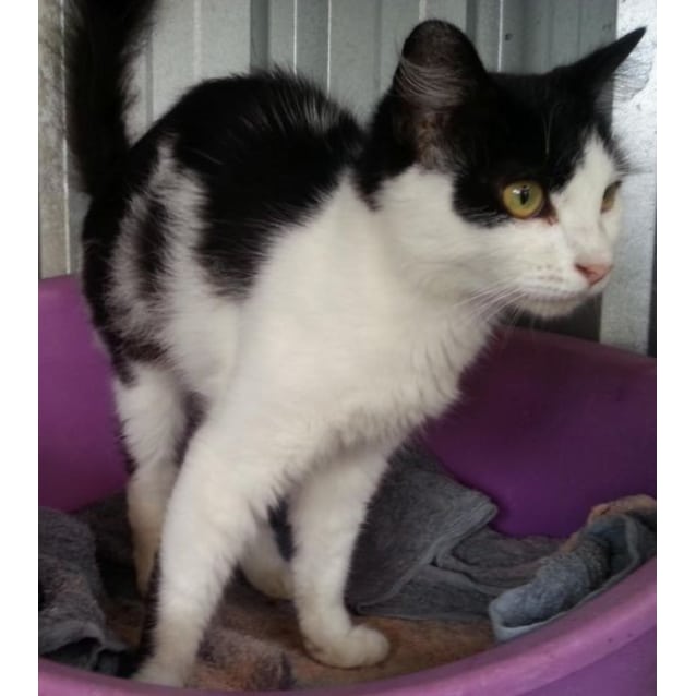 Pretty Black And White Girl Female Domestic Medium Hair Cat In
