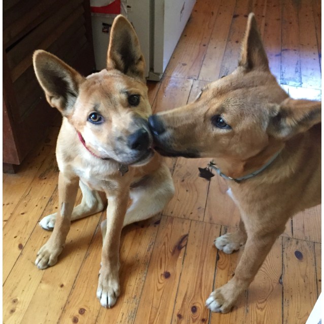 Red And Blue Medium Male Dingo Mix Dog In VIC PetRescue red-and-blue-medium-male-dingo-mix-dog-in-vic-petrescue