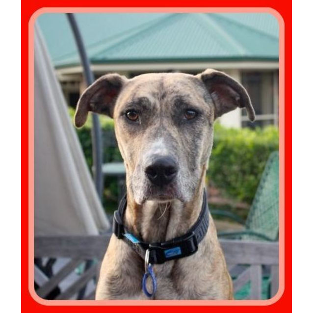 greyhound mastiff mix greyhound mastiff mix
