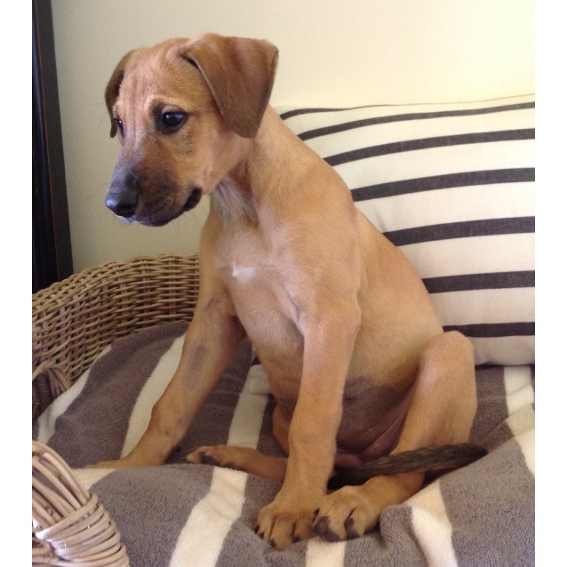 Lulu Large Female Bullmastiff x Irish Wolfhound x Mastiff x Rottweiler x Staghound Mix Dog in