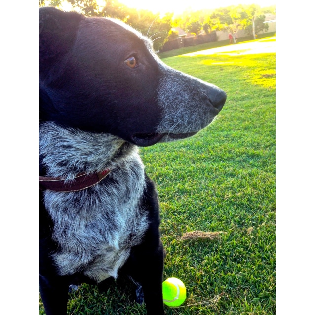 Barney (Qld) - Medium Male Affenpinscher x Australian  