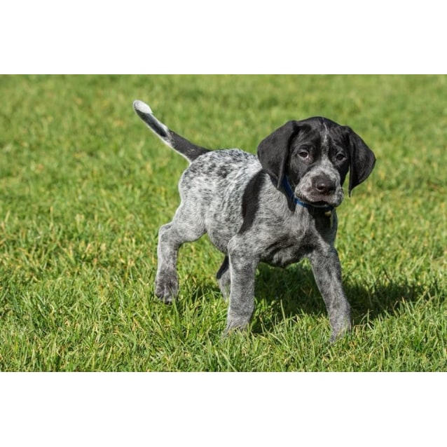 Gsp Puppies Medium Male German Shorthaired Pointer Dog In Vic