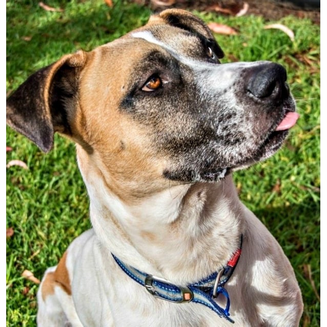 Lucky Charm Boxer X Great Dane Great with Kids Large Male Boxer x Great Dane Dog in NSW
