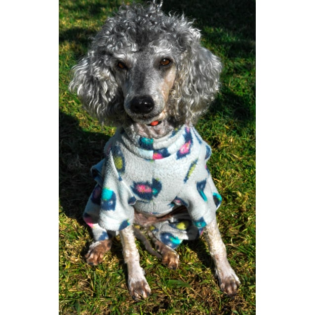 Bedlington Medium Male Bedlington Terrier x Poodle Toy Mix Dog in NSW