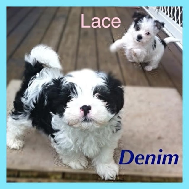 Lace Maltese/Foxy X Pom/Shih Tzu (Trial 13/8/15) Small