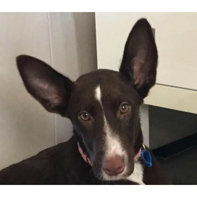 Koda Medium Female Kelpie Dog in NSW PetRescue Koda Medium Female Kelpie Dog in NSW PetRescue