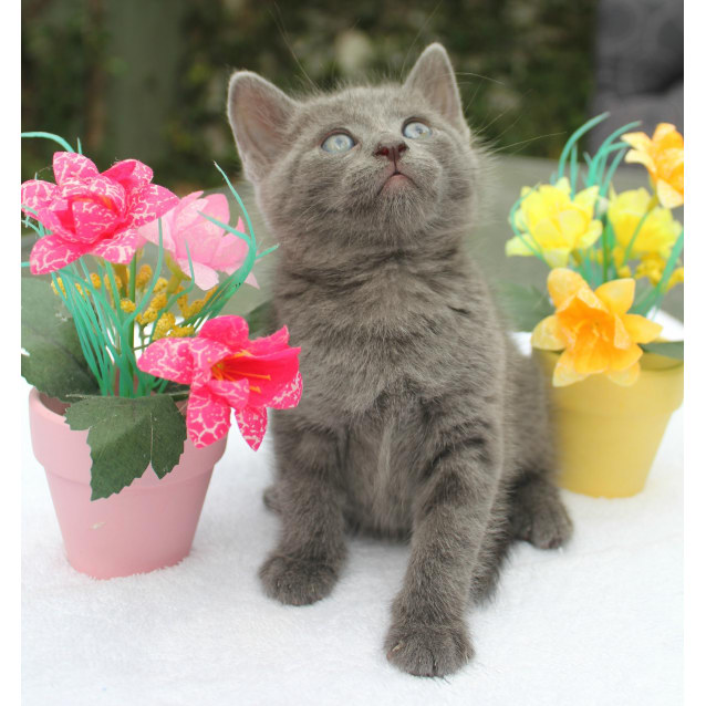 Daffodil Female Persian X Russian Blue Cat In Qld Petrescue